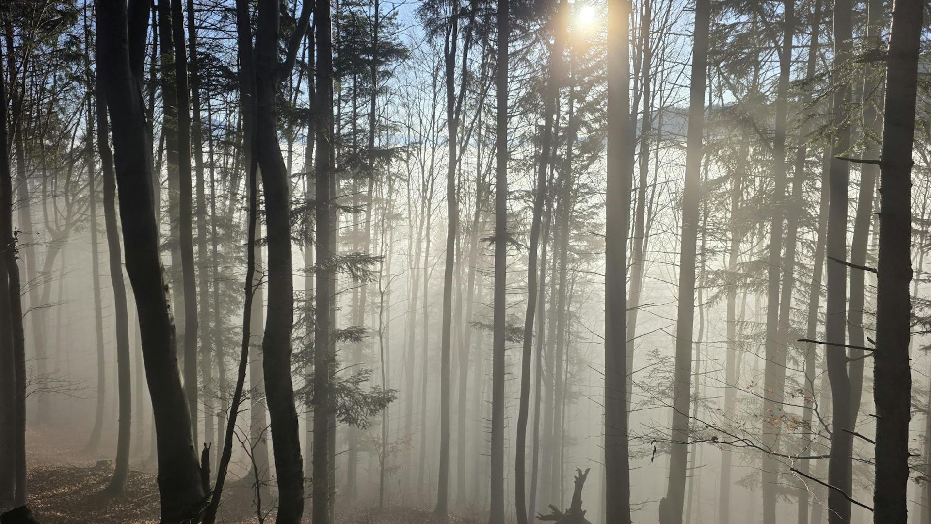 Serene yoga environment with soft morning light filtering through windows